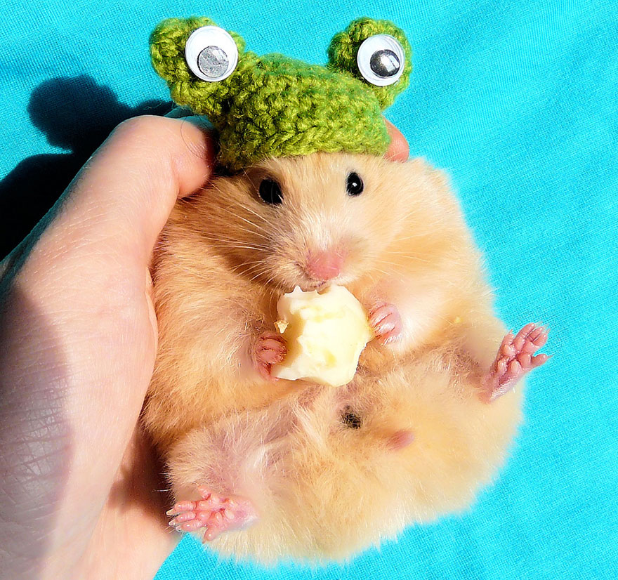 Cute Hamster
