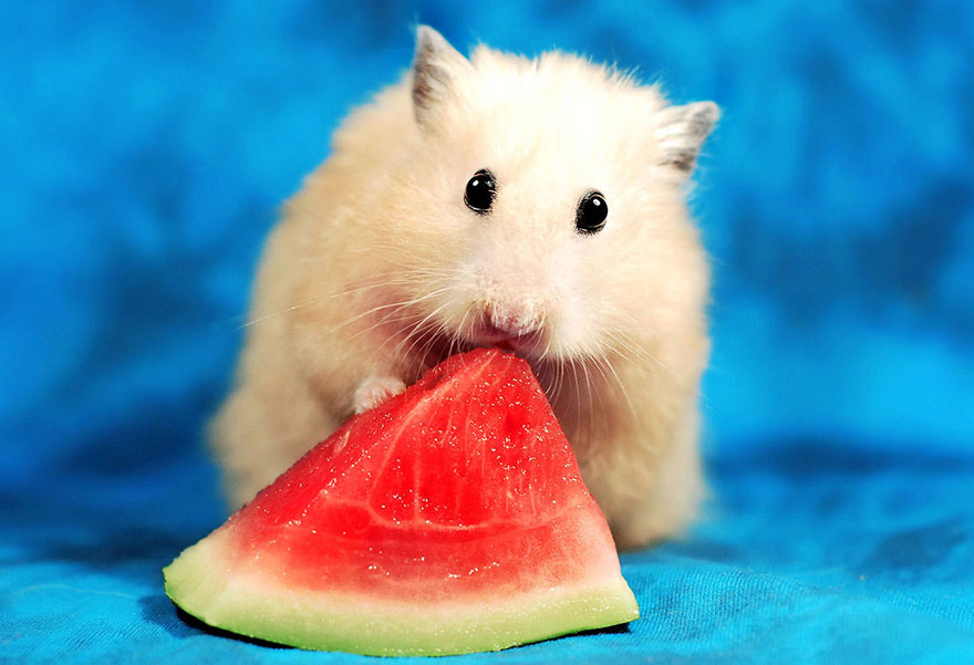 Cute Hamster
