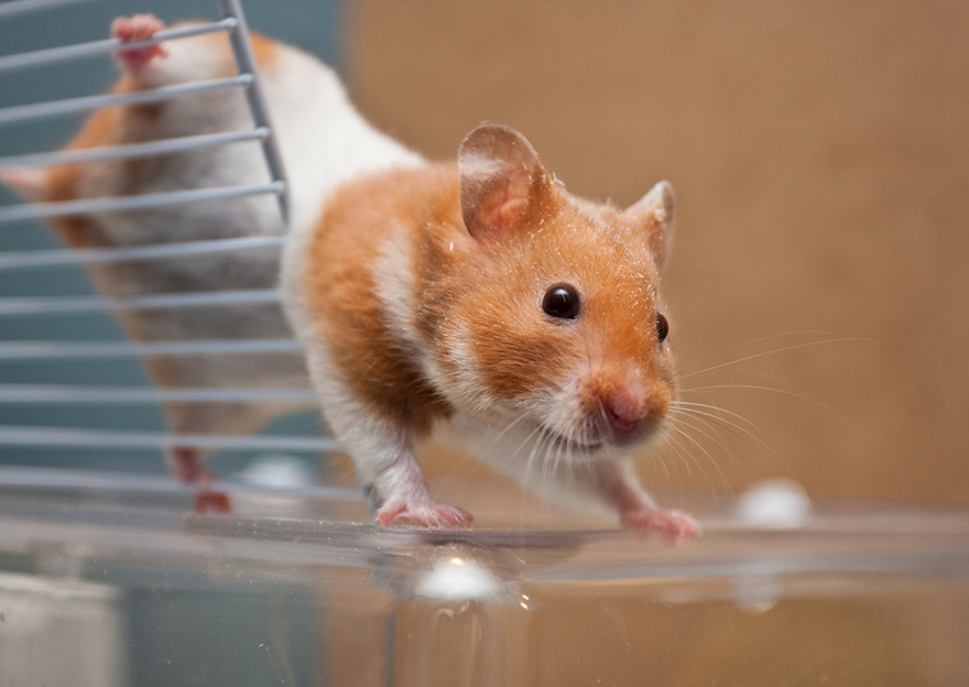 Cute Hamster