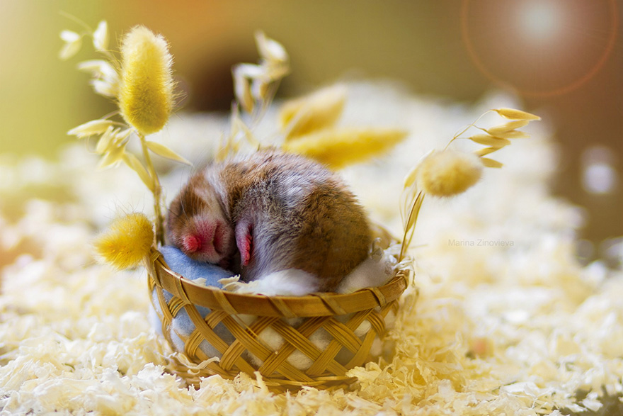 Cute Hamster