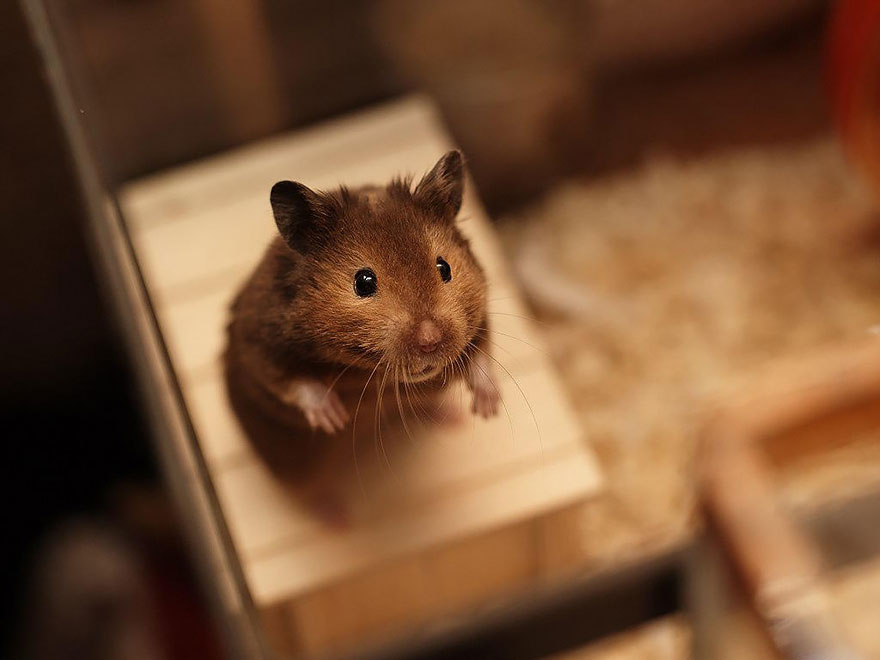 Cute Hamster