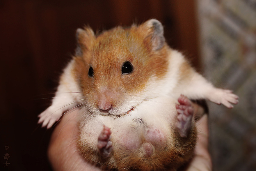 Cute Hamster