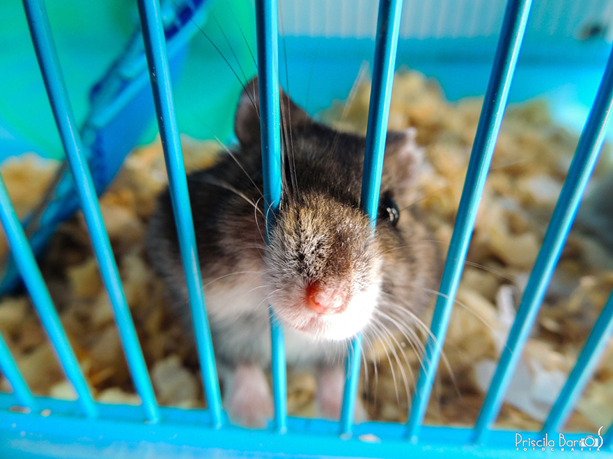 Cute Hamster