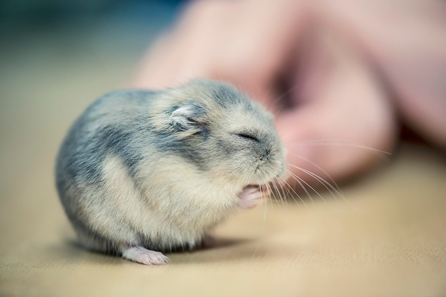 Cute Hamster