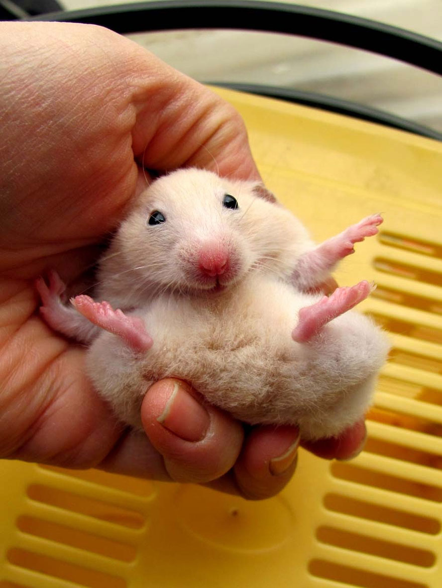 Cute Hamster