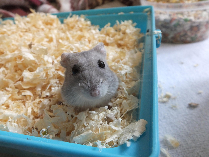 Cute Hamster
