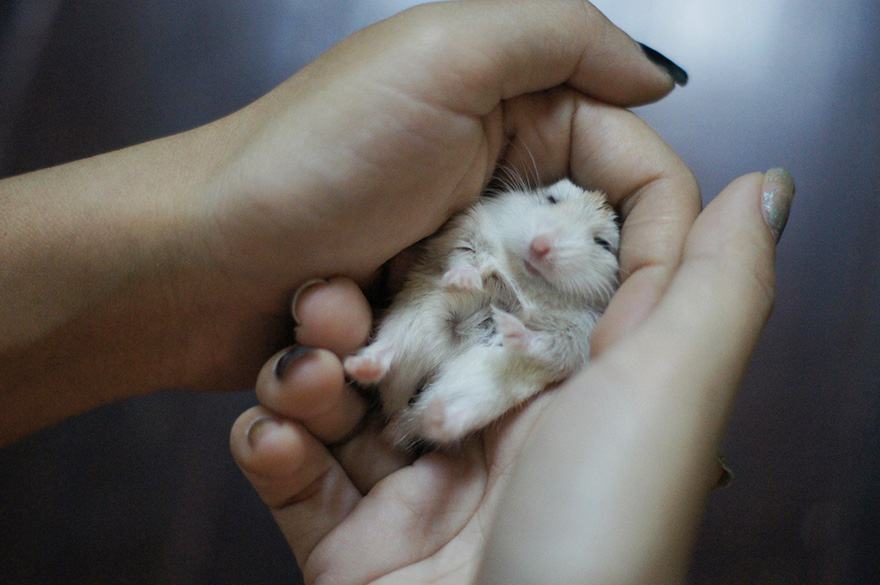 Cute Hamster