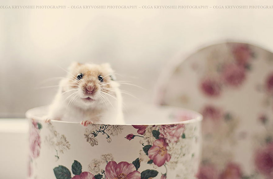Cute Hamster