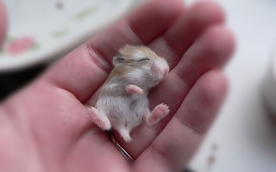Cute Hamster