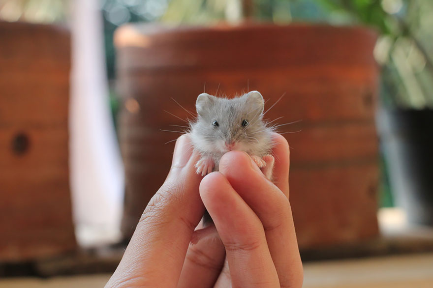 Cute Hamster