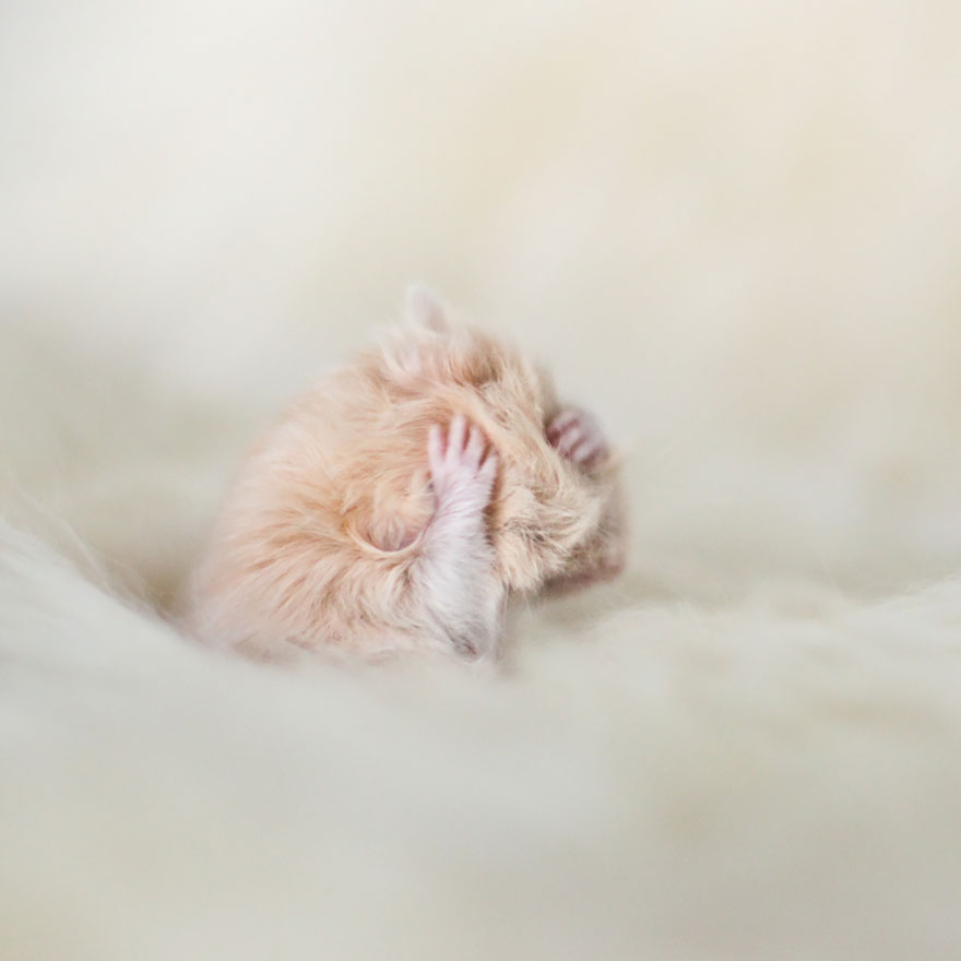Cute Hamster