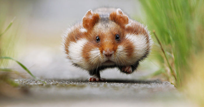 156 Adorable Hamsters That Will Cause A Cuteness Overload
