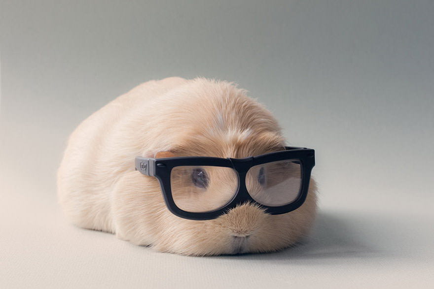 Nerd Hamster!