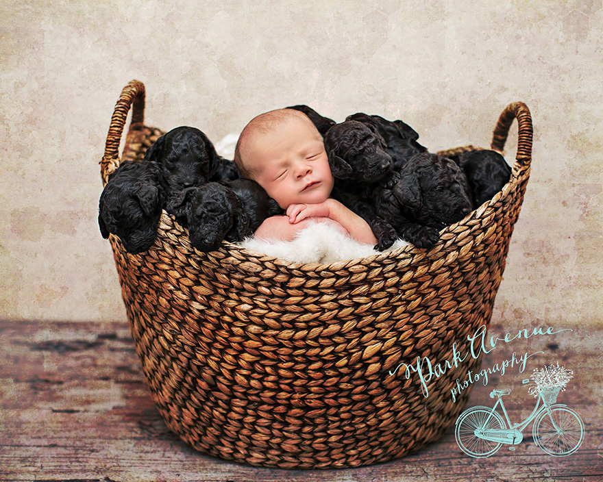 dog-gives-birth-puppies-mother-baby-same-day-kami-klingbeil-1 dog-gives-birth-puppies-mother-baby-same-day-kami-klingbeil-1