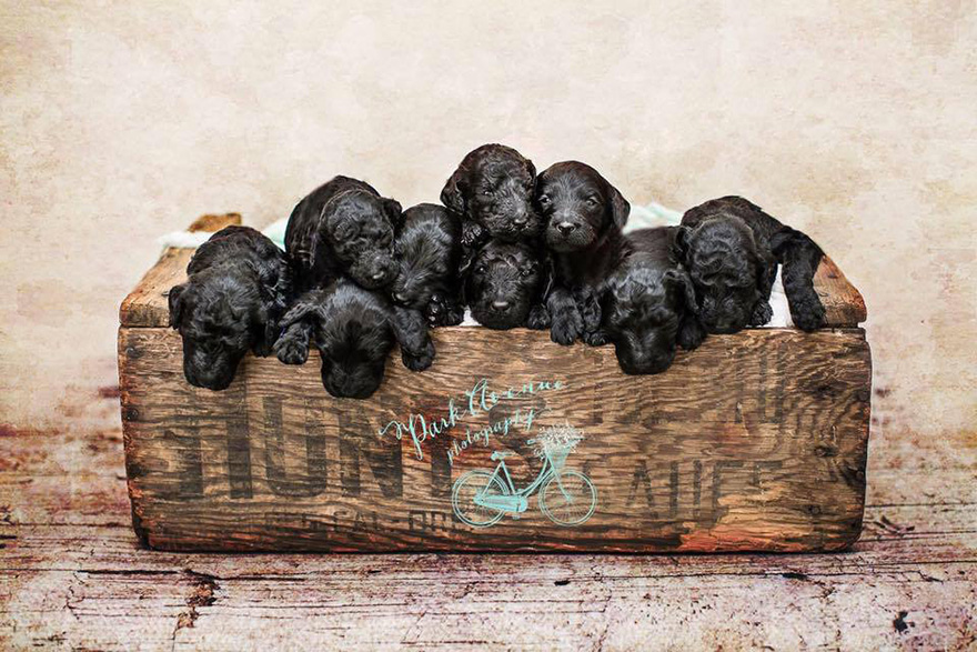 dog-gives-birth-puppies-mother-baby-same-day-kami-klingbeil-4 dog-gives-birth-puppies-mother-baby-same-day-kami-klingbeil-4