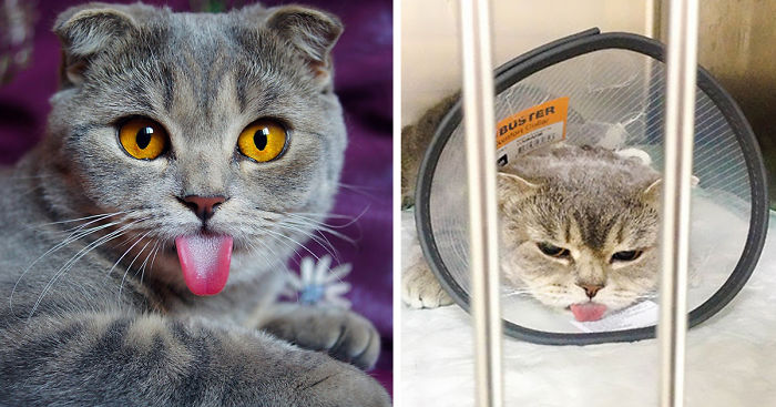 I Fight Every Day To Save Melissa The Einstein Cat From Death