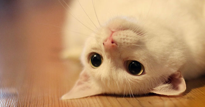 My Snow-White Cat Is My Favorite Model