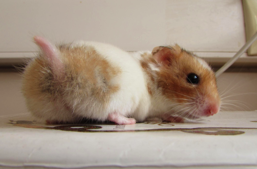 Cute Hamster Butt