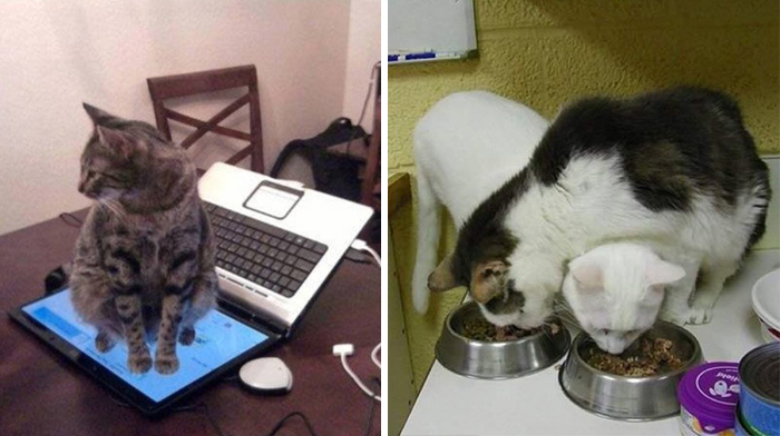 50 Hilarious Examples Of Cat Logic
