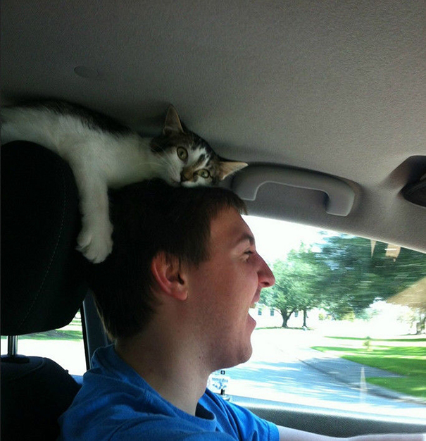 This Is How My Kitten Likes To Ride In The Car