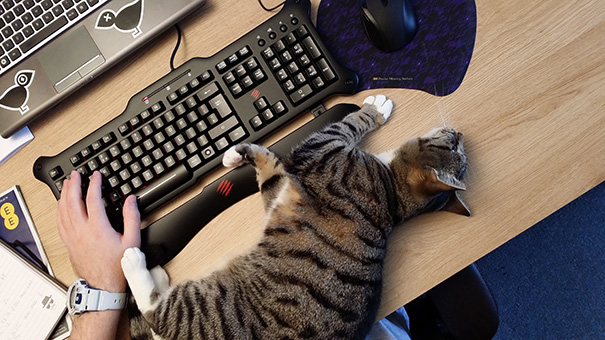 Goddammit Cat, I'm Working