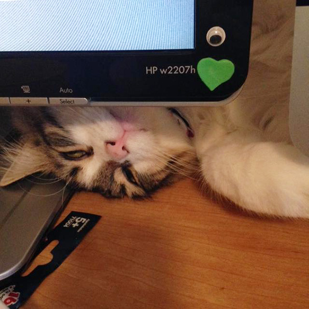 My Cat Does This While I'm Working