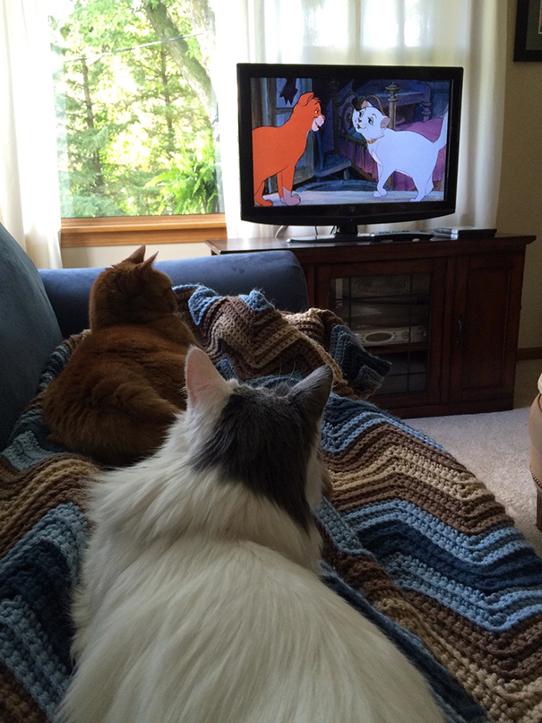 Everybody Wants To Be A Cat