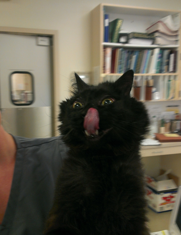 Possibly The Greatest Cat Photo I've Ever Taken