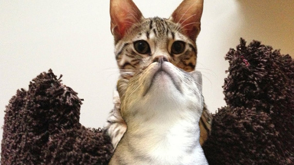 Perfectly Timed Cats