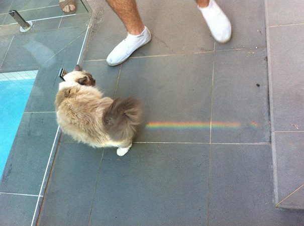 Nyan Cat