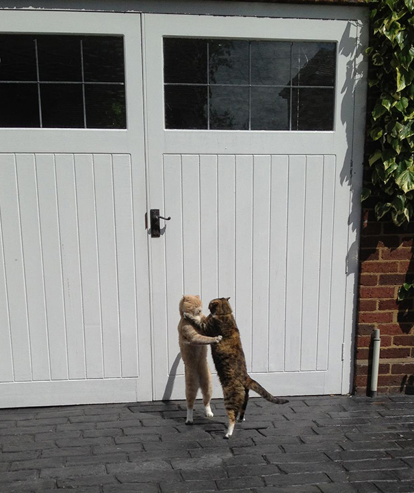 My Friend Found His Cats Ballroom Dancing In His Drive Way