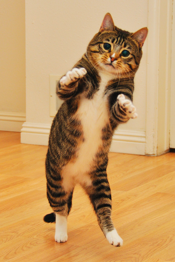 Cat Dancing