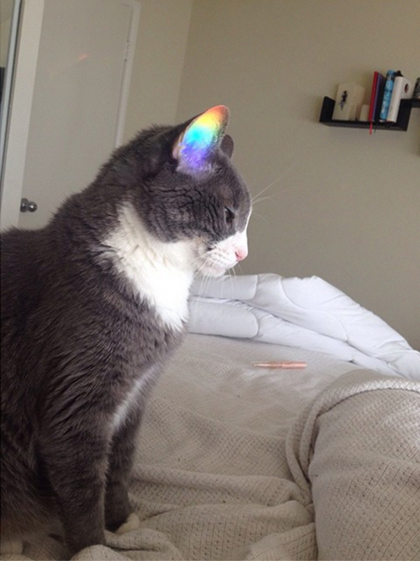 Today I Caught The Rainbow In My Cat's Ear