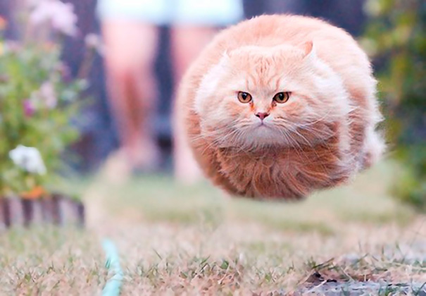 Hover Cat