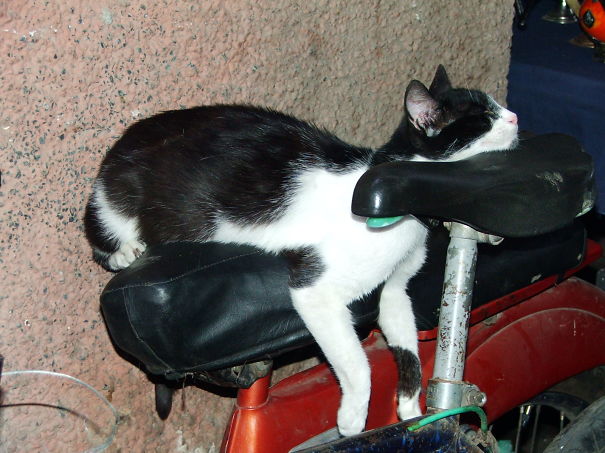 Adaptation To Cat Standards