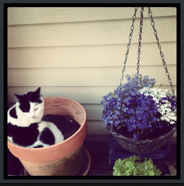 Gizmo Cat Thinks She Is A Flower!