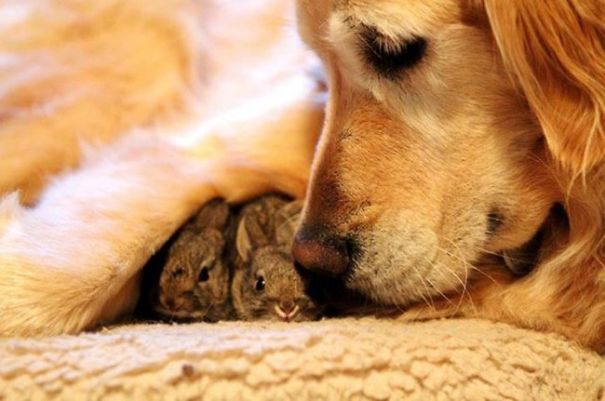 Cute bunnies cuddling under a dog's fur, showcasing an adorable animal friendship.