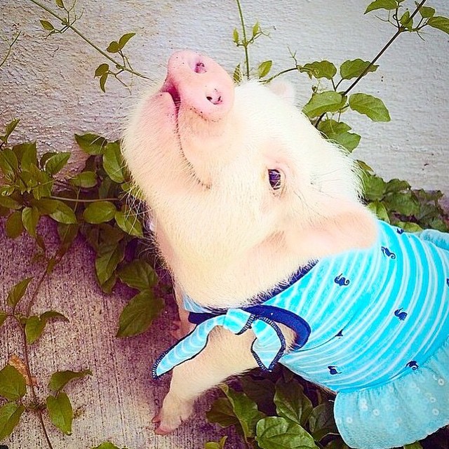 hamlet-piggy-ctute-animals-mini-pig-25