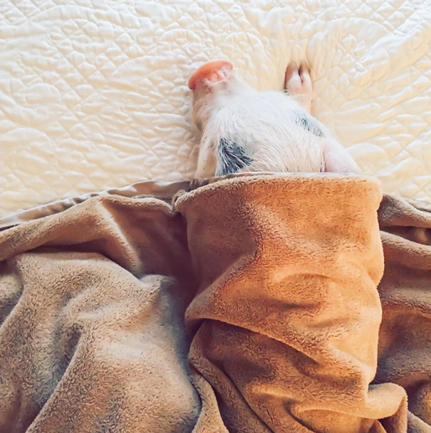 hamlet-piggy-ctute-animals-mini-pig-3 hamlet-piggy-ctute-animals-mini-pig-3