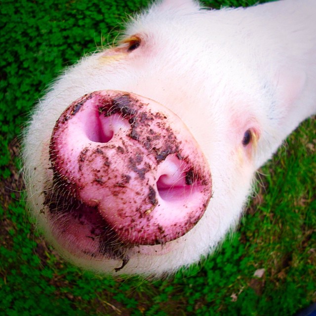 hamlet-piggy-ctute-animals-mini-pig-39 hamlet-piggy-ctute-animals-mini-pig-39