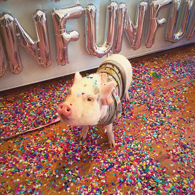 hamlet-piggy-ctute-animals-mini-pig-40