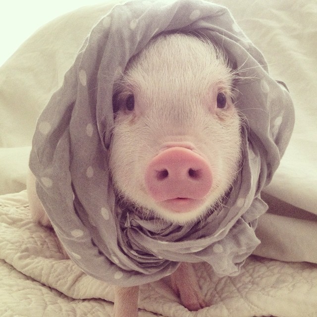 hamlet-piggy-ctute-animals-mini-pig-43