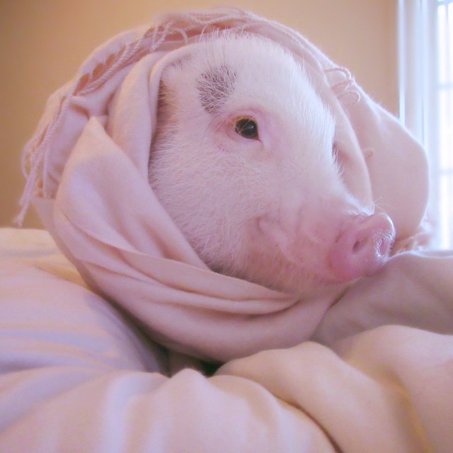 hamlet-piggy-ctute-animals-mini-pig-46