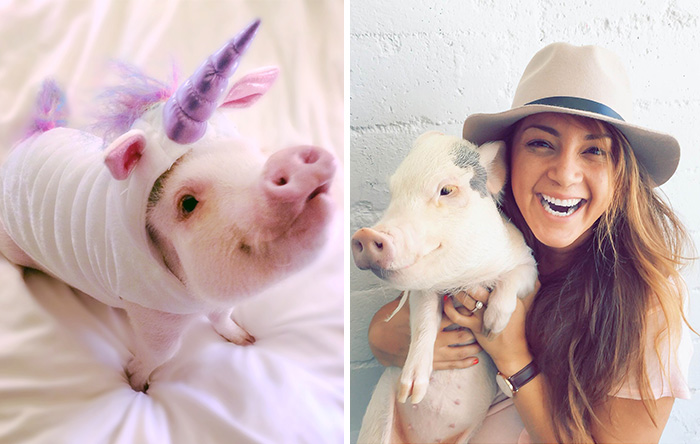 Meet Hamlet, The Piggy Who Saved My Life