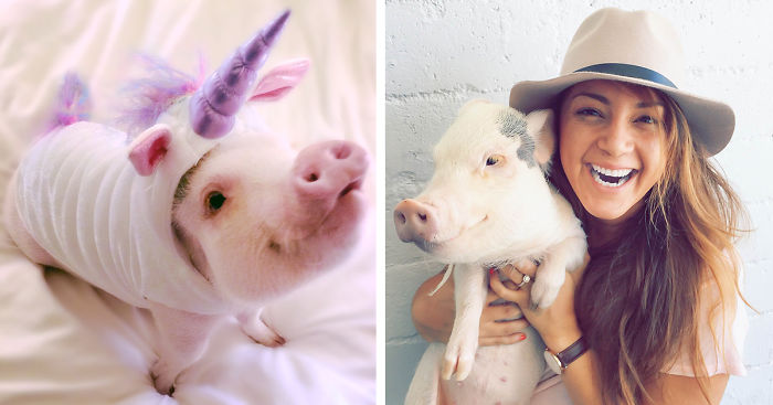 Meet Hamlet, The Piggy Who Saved My Life