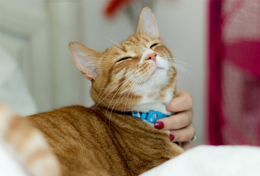 Schrodinger Gets His Morning Petting