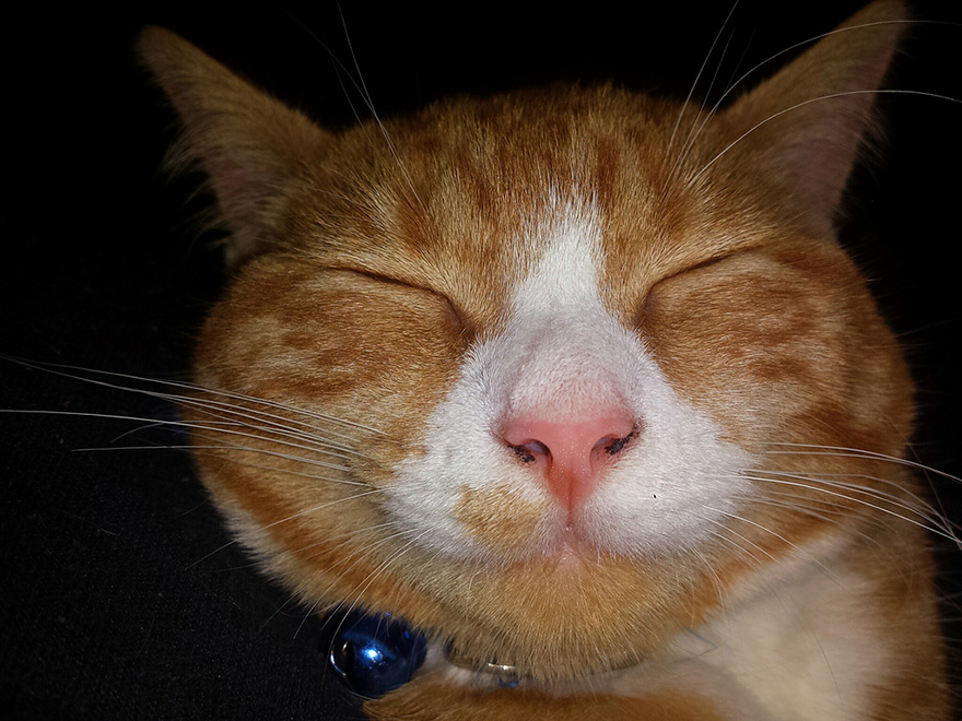 One Happy Cat Snoozing