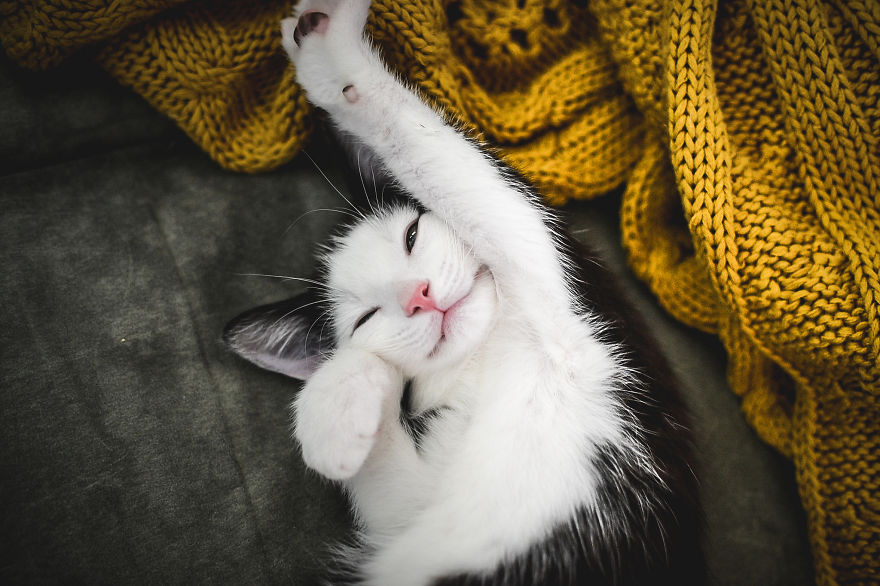 Cute Happy Kitty
