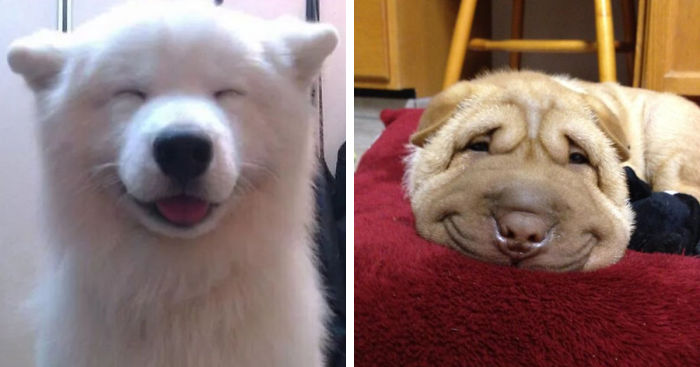 Post The Happiest Dogs Who Show The Best Smiles (346 Pics)