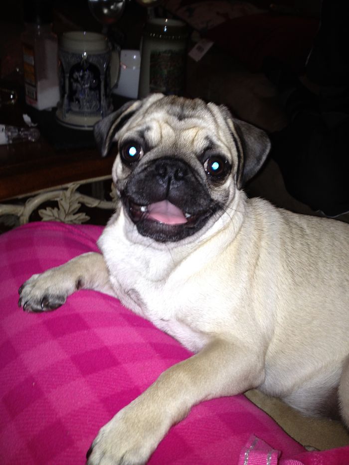 Happy Pug:)